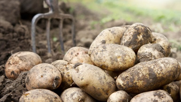 Ako správne skladovať zemiaky, tu je 5 krokov