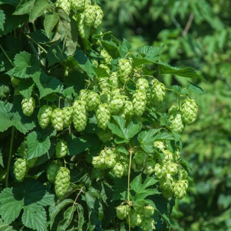 Prečo pestovať v záhrade chmeľ, a nie je to kvôli pivu!