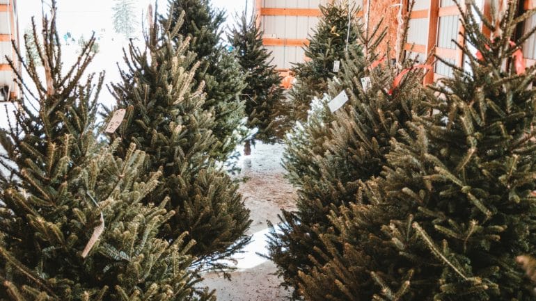 6 overených rád pri výbere vianočného stromčeka