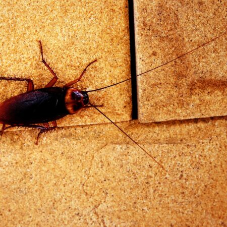 Zbavte sa švábov: Tu je 6 krokov, ktoré fungujú