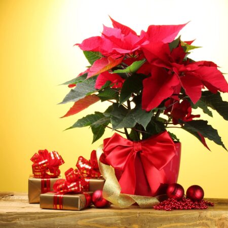 Vianočná hviezda: Takto bude krásna celé Vianoce