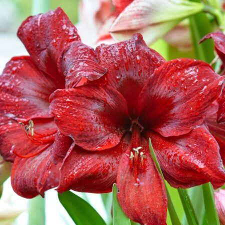 4 krásky, ktoré kvitnú práve v zime