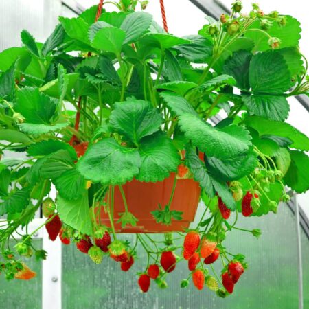 Závesná záhrada u vás doma: Čo v nej sadiť a nesadiť?