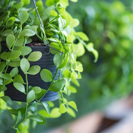 Závesná záhrada vo vašom byte: Takto ľahko sa to dá!