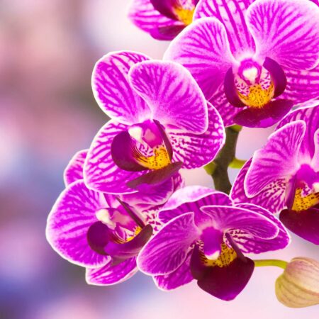 Starostlivosť o krásnu orchideu phalaenopsis, takto vám zakvitne