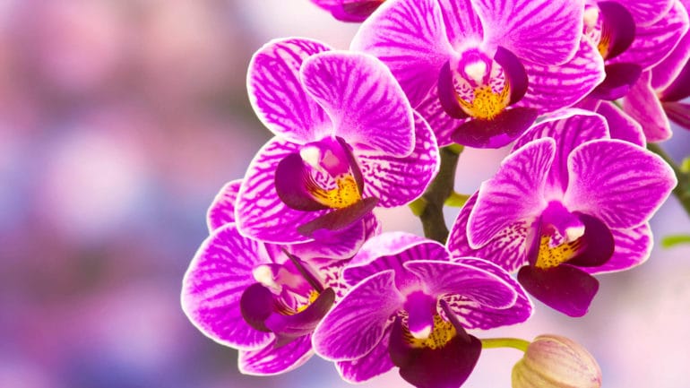Starostlivosť o krásnu orchideu phalaenopsis, takto vám zakvitne