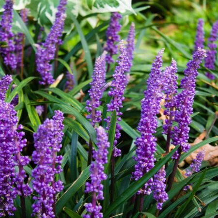 Tieto kvitnúce krásky dokážu filtrovať vzduch