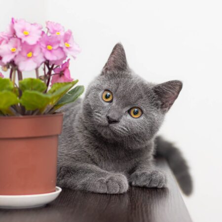 11 izbových rastlín vhodných pre domáce zvieratá