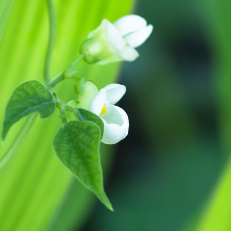 7 výhod kombinovanej výsadby. Takto sa o úrodu postarajú bylinky