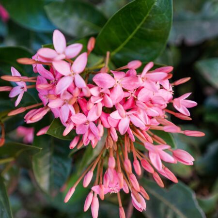 Ixora šarlatová: Ako pestovať túto náročnú izbovku