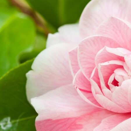 Čarovné kamélie: Tieto nádherné izbovky môžete mať i vy