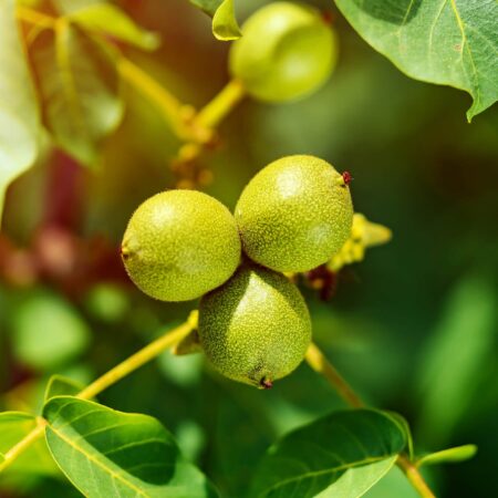 Vrúbľovanie orecha: S týmito radami to hravo zvládnete