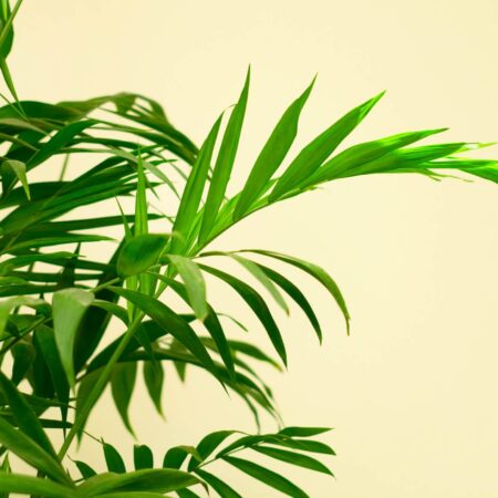 Čistý vzduch vďaka týmto rastlinám. Máte ich vo svojej spálni?