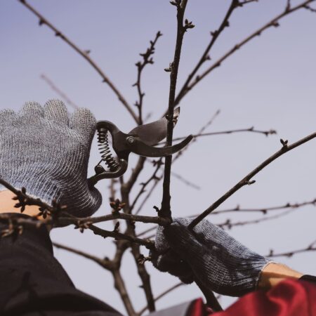 Strom plný vlkov. Takto si s ním poradíte