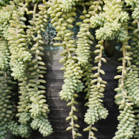 Visiace sukulenty vyžadujú osobitú starostlivosť. Zistite, akú