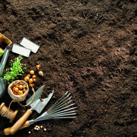 Najjednoduchšia zelenina na pestovanie pre začiatočníkov