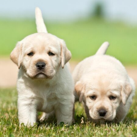 Vyberte si správneho psíka. Na toto treba myslieť
