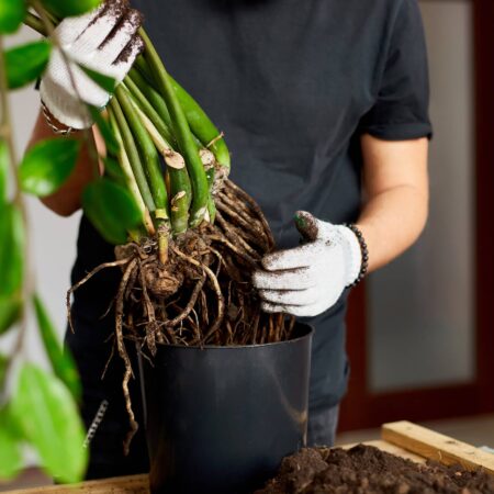 Takto jednoducho si rozmnožíte zamiokulkas