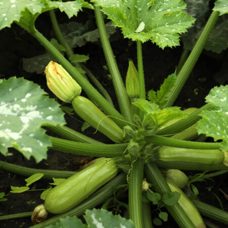 Kedy sadiť a ako sa starať o cuketu, robíte to správne?