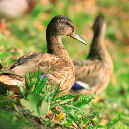Chov kačíc vo vašej záhrade, využite ich skvelú pomoc