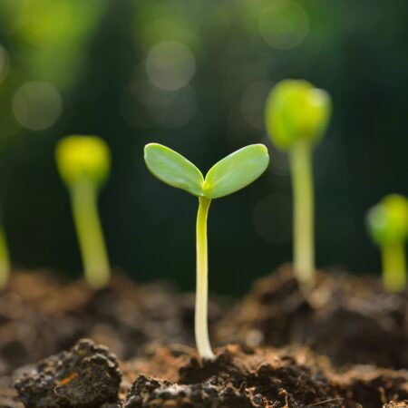 Prečo vaše semená neklíčia? Tu sú príčiny