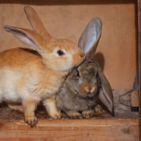 Ako používať králičí trus ako hnojivo