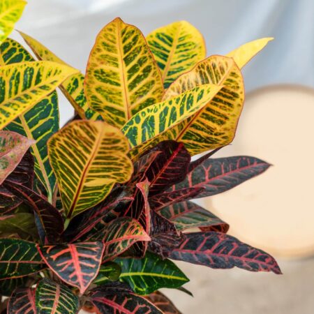 Ako pestovať krotónovec strakatý