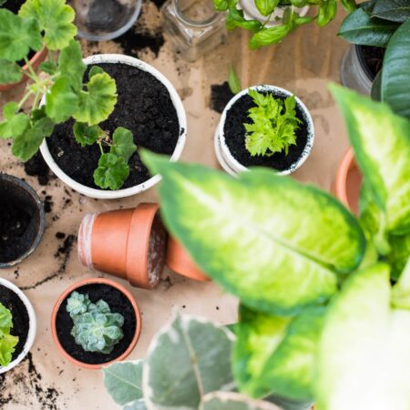 Táto pôda sa používa na pestovanie izboviek