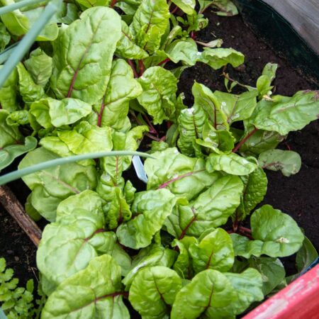 Pestovanie mangoldu - všetko, čo potrebujete vedieť