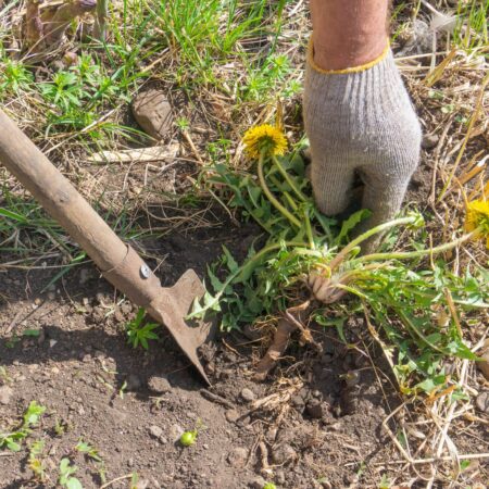 Úžasné veci, ktoré vám o pôde prezradí burina