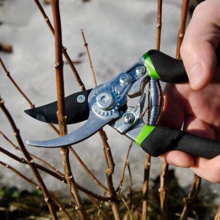 Čo je prerezávanie a kedy strihať rastliny