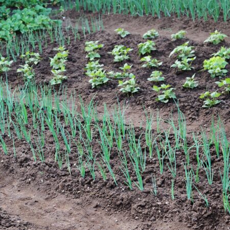 12 krokov, ako vybrať najlepšie miesto na sadenie