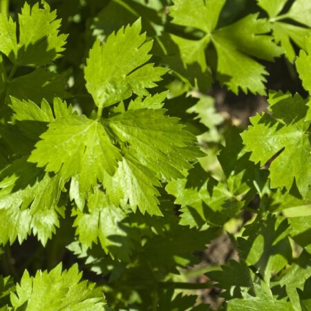 Liečivá sila tejto zeleniny vás prekvapí. Pestujete ju?