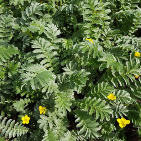 6 liečivých byliniek pre zdravé zuby a ďasná