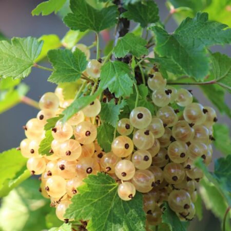 Najlepšie odrody bielych ríbezlí, toto sú zásady pestovania