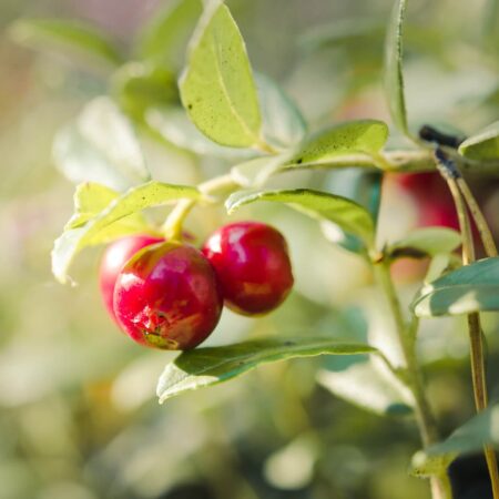 Ako pestovať a sadiť brusnice? Tu sú dôležité rady