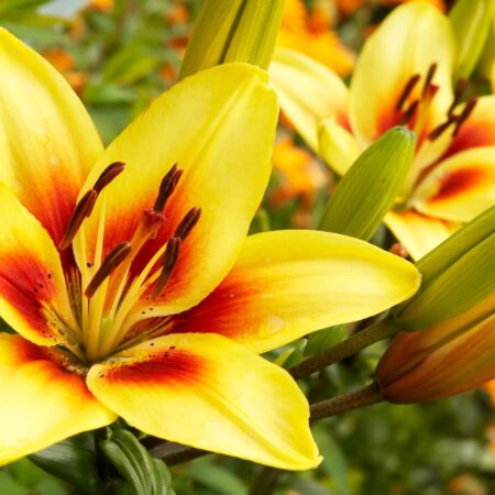 Krásne žlté ľalie: Tipy na pestovanie a starostlivosť