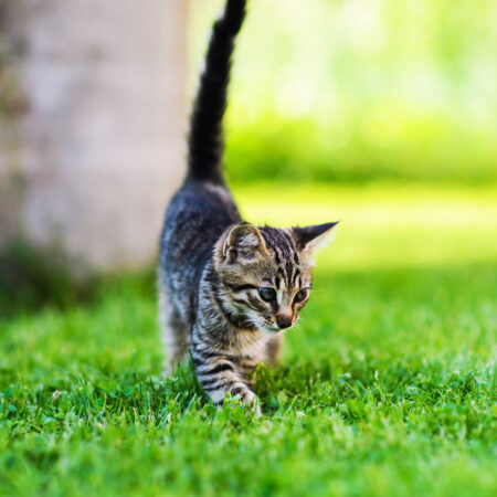 Prečo má mačka chvost a čo nám ním chce povedať