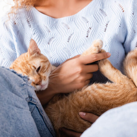 Ako veľmi vás miluje vaša mačka? Otestujte sa