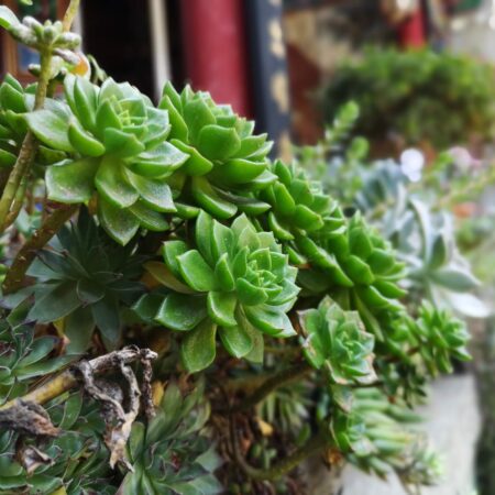 Urobte si miniskalku v meste: Praktický manuál, ako na to