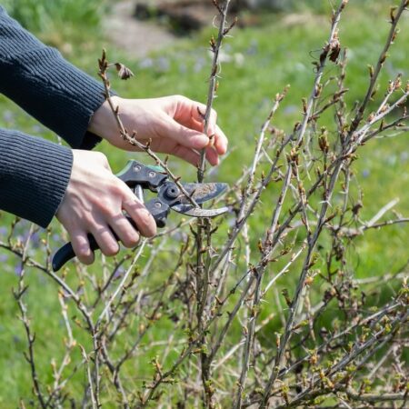Rozmnožovanie ovocných kríkov: Tu sú jednoduché zásady