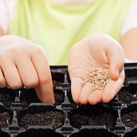 Bežné dôvody, prečo vaše semená nevzišli
