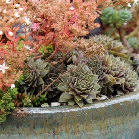 Skalka na balkóne v meste: 3 kombinácie, ktoré treba zvoliť