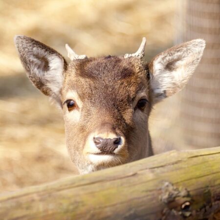 Srny ako škodca v záhrade. Tipy, ktoré pomôžu