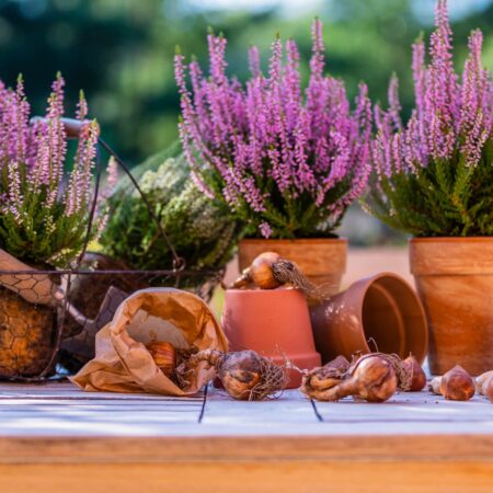 Ako pestovať vres v kvetináči, na jar nezabudnite toto