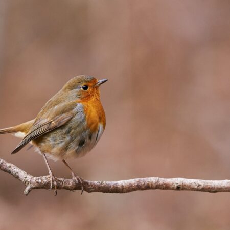 Ako ochrániť vysiate semená pred vtákmi