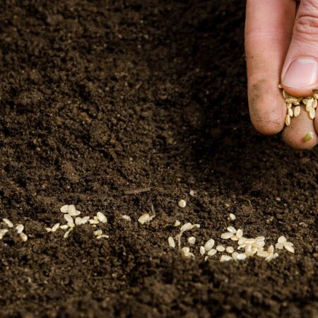 Ako otestovať semená, či vám ešte vyklíčia