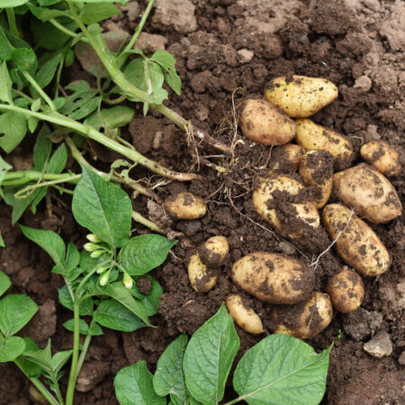 Takto budete mať bohatú úrodu zemiakov