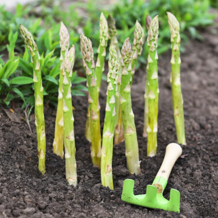 Ako pestovať a kedy zbierať špargľu