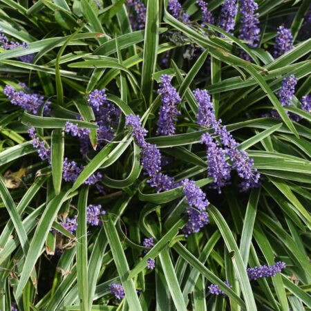 Kvetinová záhrada v tieni: Tieto kvety v nej zažiaria